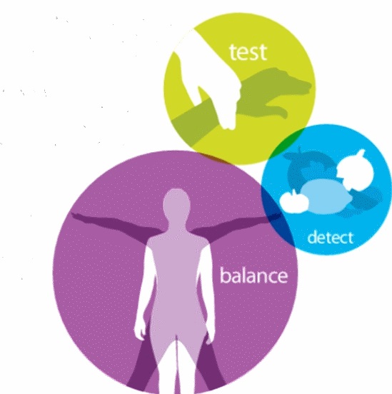 What is Kinesiology?