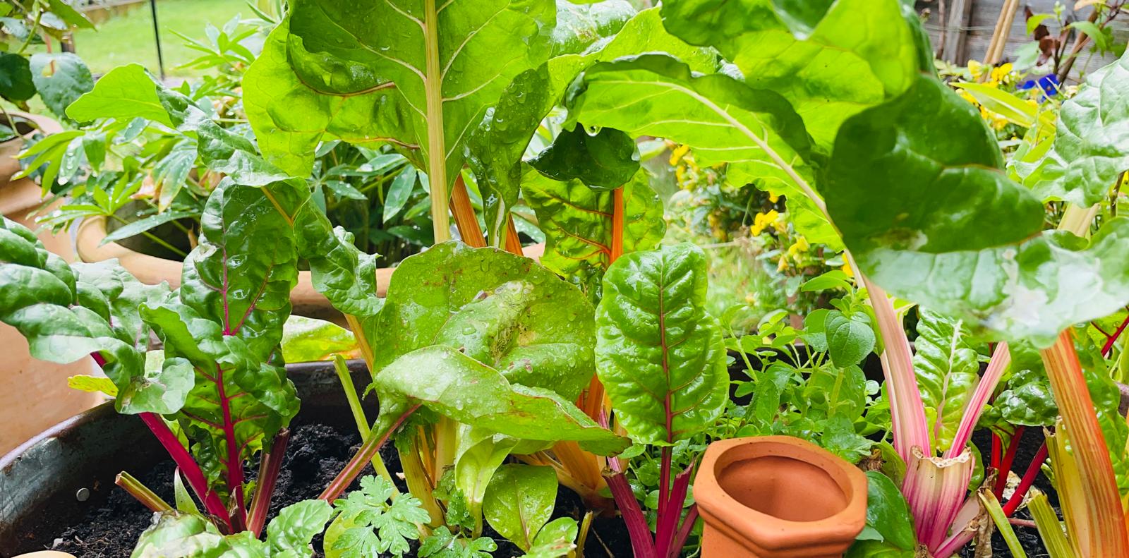 The Importance of Nutrition in Systematic Kinesiology